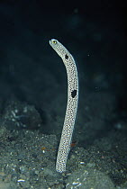 Spotted Garden Eel (Heteroconger hassi) coming out of hole in ocean floor, Bali, Indonesia