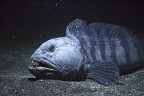 Atlantic Wolffish (Anarhichas lupus) resting on ocean floor, feeds on mussels and other shelled mollusks, York, Maine