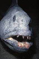 Atlantic Wolffish (Anarhichas lupus) close-up portrait, feeds on mussels and other shelled mollusks, York, Maine