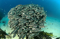 Striped Catfish (Plotosus lineatus) form dense schools for protection from predators, Forster-Tuncurry, New South Wales, Australia