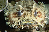 Three-spined Frogfish (Batrachomoeus trispinosus), Exmouth, Western Australia