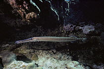 Trumpetfish (Aulostomus maculatus), South Caicos, British West Indies, Caribbean
