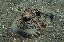 Oriental Flying Gurnard (Dactyloptena orientalis) swimming over ocean bottom with fins outstretched to confuse predators, Milne Bay, Papua New Guinea