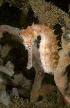 Thorny Seahorse (Hippocampus histrix) portrait, Lembeh Strait, Indonesia