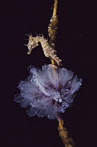 Short-snouted Seahorse (Hippocampus breviceps) hiding among clump of colonial Ascidians (Podoclavella sp), Australia