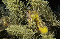 Short-snouted Seahorse (Hippocampus breviceps) with two parasitic isopods clinging to its head, Edithburgh, South Australia, Australia