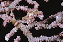 Pygmy Seahorse (Hippocampus bargibanti) camouflaged in coral, Lembeh Strait, Indonesia