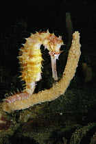 Thorny Seahorse (Hippocampus histrix) clinging to branch of a sponge, Lembeh Strait, Indonesia