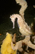 Thorny Seahorse (Hippocampus histrix) male whose brood pouch is swollen with developing eggs, Lembeh Strait, Indonesia