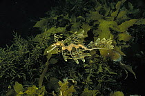 Leafy Sea Dragon (Phycodurus eques) camouflaged among sea weeds and kelp, Edithburgh, Australia