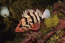 Tiger Rockfish (Sebastes nigrocinctus), Quadra Island, British Columbia, Canada