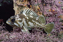 Copper Rockfish (Sebastes caurinus), Carmel, California