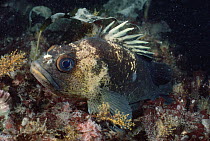 Quillback Rockfish (Sebastes maliger), Vancouver Island, British Columbia, Canada