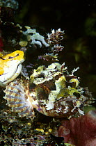 Scorpionfish (Scorpaenopsis sp) camouflaged among corals, Manado, North Sulawesi, Indonesia