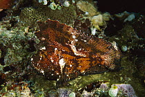 Leaf Scorpionfish (Taenianotus triacanthus) camouflaged on reef, Manado, Sulawesi, Indonesia