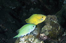 Blue-green Chromis (Chromis viridis) courting pair, the larger male exhibits dramatically brighter coloration, typical behavior during mating, Bali, Indonesia