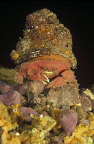 Fringed Sponge Crab (Dromidiopsis globosa) wearing a hat of a large Solitary Ascidian, Edithburgh, South Australia