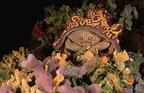 Sponge Crab (Austrodromidia octodentata) wearing a Hat of Leach's Compound Ascidian (Botrylloides leachi) instead of a Sponge, South Australia