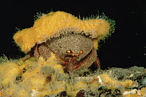 Sponge Crab (Austrodromidia octodentata) wearing a hat of yellow sponge for camouflage, Edithburgh, South Australia, Australia