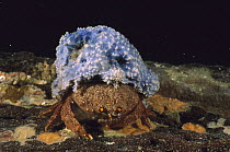 Sponge Crab (Austrodromidia octodentata) wearing a hat of blue sponge for camouflage, Edithburgh, South Australia
