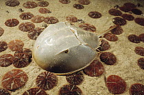 Horseshoe Crab (Limulus polyphemus) crawling across a sandy sea floor littered with many Sand Dollars (Echinarachnius parma), Cape Anne, Massachusetts