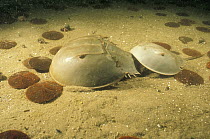 Horseshoe Crab (Limulus polyphemus) male clinging to the telson of a larger female, he will try to hold on until she goes ashore to lay her eggs, Cape Anne, Massachusetts