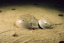 Horseshoe Crab (Limulus polyphemus) male clinging to the telson of a larger female, he will try to hold on until she goes ashore to lay her eggs, Cape Anne, Massachusetts
