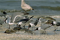 Laughing Gull (Leucophaeus atricilla) group waiting right near the water's edge for the spawning Horseshoe Crabs (Limulus polyphemus), Cape May, New Jersey