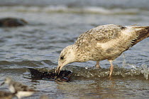 Herring Gull (Larus argentatus) juvenile eating the gill of an overturned Horseshoe Crab (Limulus polyphemus), Cape May, New Jersey