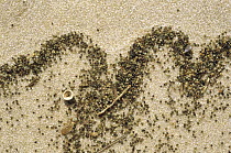 Pattern of a wave written on the beach in Horseshoe Crab (Limulus polyphemus) eggs that have been uncovered by the diggings of others, New Jersey