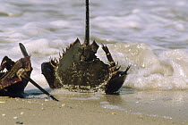 Horseshoe Crab (Limulus polyphemus) pair overturned by the waves and will die in the sun, New Jersey