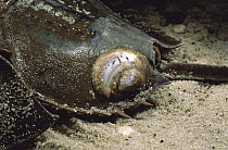 Horseshoe Crab (Limulus polyphemus) with American Slipper Limpet (Crepidula fornicata) clinging to its shell, Cape May, New Jersey