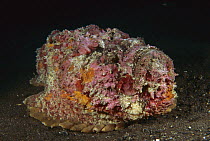 Reef Stonefish (Synanceia verrucosa) mimics coral reef, Bali, Indonesia