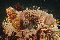Common Lionfish (Pterois volitans) lurking among Feather Star Crinoids clinging to the lip of a large Barrel Sponge, Bali, Indonesia