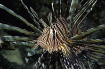 Common Lionfish (Pterois volitans) has bold stripes to warn predators of its venomous spines, Milne Bay, Papua New Guinea