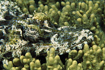 Beaufort's Crocodilefish (Cymbacephalus beauforti) camouflaged on coral, Lembeh Strait, Indonesia