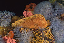 Warty Prowfish (Aetapcus maculatus) camouflaged on reef, Edithburgh, Australia