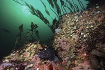 Lingcod (Ophiodon elongatus) in between rocks, Quadra Island, British Columbia, Canada