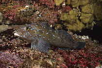 Kelp Greenling (Hexagrammos decagrammus), Quadra Island, British Columbia, Canada