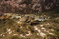 Common Searobin (Prionotus carolinus) pair showing hand-line pectoral fins, Rockport, Maine