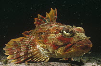 Red Irish Lord (Hemilepidotus hemilepidotus) portrait, underwater, Hurst Island, British Columbia, Canada