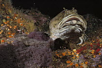 Cabezon (Scorpaenichthys marmoratus) guarding eggs, Quadra Island, British Columbia, Canada
