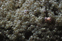 Cabezon (Scorpaenichthys marmoratus) eggs, Quadra Island, British Columbia, Canada