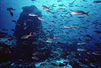Pacific Creolefish (Paranthias colonus) school of fish, Devil's Crown, Galapagos Islands, Ecuador