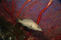 White-lined Rock Cod (Anyperodon leucogrammicus) in front of sea fan, Kimbe Bay, Papua New Guinea