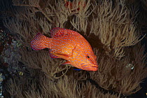 Coral Grouper (Cephalopholis miniata), Thailand