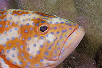 Coral Grouper (Cephalopholis miniata) exhibiting an unusual pale coloration pattern at dusk, Bali, Indonesia