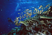 Yellowfin Goatfish (Mulloides vanicolensis) school near coral reef observed by scuba diver, often gather in large schools during the day and disperse at night to feed, Great Barrier Reef, Queensland,...