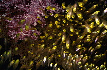 Pygmy Sweeper (Parapriacanthus ransonneti) school near a Soft Coral (Dendronephthya sp) in a small cave, Adaman Sea, Thailand