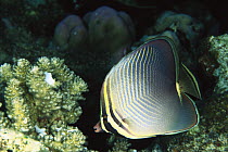 Triangular Butterflyfish (Chaetodon baronessa) underwater portrait, Bali, Indonesia